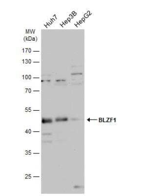 Western Blot BLZF1 Antibody