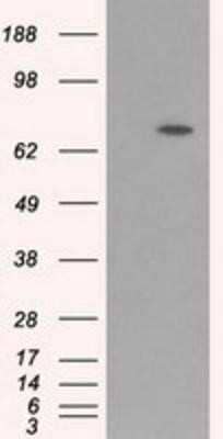 Western Blot: BMAL1 Antibody (OTI1C11) - Azide and BSA Free [NBP2-70207] - HEK293T cells were transfected with the pCMV6-ENTRY control (Left lane) or pCMV6-ENTRY BMAL1 (Right lane) cDNA for 48 hrs and lysed. Equivalent amounts of cell lysates (5 ug per lane) were separated by SDS-PAGE and immunoblotted with anti-BMAL1.
