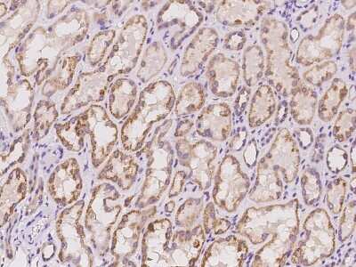 Immunohistochemistry-Paraffin: BMERB1 Antibody [NBP2-97384] - Immunochemical staining of human BMERB1 in human kidney with rabbit polyclonal antibody at 1:100 dilution, formalin-fixed paraffin embedded sections.