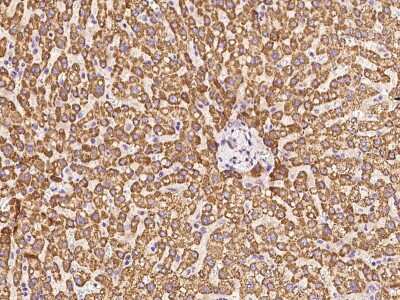 Immunohistochemistry-Paraffin: BMERB1 Antibody [NBP2-97384] - Immunochemical staining of human BMERB1 in human liver with rabbit polyclonal antibody at 1:100 dilution, formalin-fixed paraffin embedded sections.