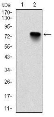 Western Blot: BMI-1 Antibody (3E3) [NBP2-22204] - Analysis using Bmi1 mAb against HEK293 (1) and BMI1-hIgGFc transfected HEK293 (2) cell lysate.