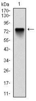 Western Blot: BMI-1 Antibody (3E3) [NBP2-22204] - Analysis using Bmi1 mAb against human Bmi1 (AA: 1-326) recombinant protein. (Expected MW is 74 kDa)