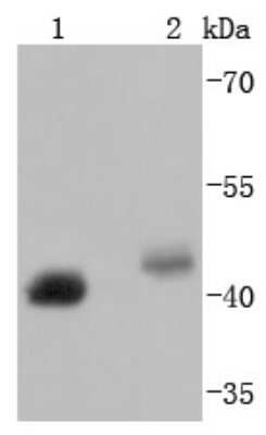 Immunohistochemistry-Paraffin: BMI-1 Antibody (JJ093-3) [NBP2-67916] - Analysis of Bmi1 on different lysates using anti-Bmi1 antibody at 1/1,000 dilution. Positive control: Lane 1: K562 Lane 2: PC-12