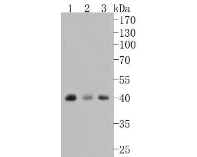 Western Blot: BMI-1 Antibody (JJ093-3) [NBP2-67916] - Western blot analysis of BMI-1 on different lysates. Proteins were transferred to a PVDF membrane and blocked with 5% BSA in PBS for 1 hour at room temperature. The primary antibody (1/500) was used in 5% BSA at room temperature for 2 hours. Goat Anti-Rabbit IgG - HRP Secondary Antibody (HA1001) at 1:5,000 dilution was used for 1 hour at room temperature. Positive control: Lane 1: K562 cell lysate Lane 2: PC-12 cell lysate Lane 3: SW480 cell lysate