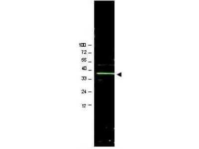 Western Blot: BMI-1 Antibody [NB600-487] - Analysis of a band 37 kDa corresponding to human Bmi1 (arrowhead). Approximately 20 ug of a U2OS whole cell lysate (bone osteosarcoma) was separated by 4-20% SDS-PAGE and transferred onto nitrocellulose. After blocking in PBS containing 5% nonfat dry milk, the membrane was probed overnight at 4 C with the primary antibody diluted to 1:1,000 in PBS containing 1% nonfat dry milk. The membrane was washed and reacted with a 1:20,000 dilution of IRDye800 conjugated Rb-a-Goat IgG [H&L] MX for 45 min at room temperature.
