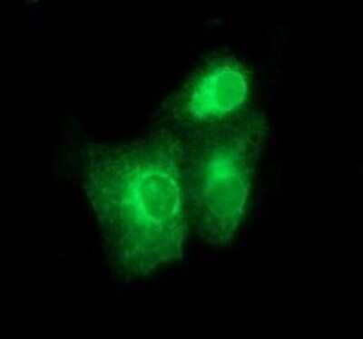 Immunocytochemistry/Immunofluorescence: BMP-1/PCP Antibody (OTI3E9) - Azide and BSA Free [NBP2-70255] - Analysis of COS7 cells transiently transfected by pCMV6-ENTRY BMP1.