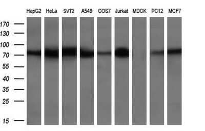 Western Blot: BMP-1/PCP Antibody (OTI3E9) - Azide and BSA Free [NBP2-70255] - Analysis of extracts (35ug) from 9 different cell lines. (HepG2: human; HeLa: human; SVT2: mouse; A549: human; COS7: monkey; Jurkat: human; MDCK: canine; PC12: rat; MCF7: human)