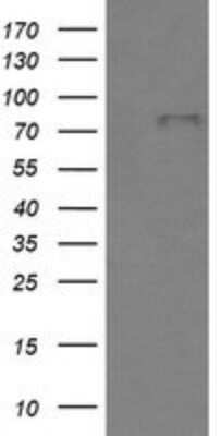 Western Blot: BMP-1/PCP Antibody (OTI3E9) - Azide and BSA Free [NBP2-70255] - Analysis of HEK293T cells were transfected with the pCMV6-ENTRY control (Left lane) or pCMV6-ENTRY BMP1.