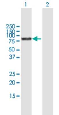 Western Blot: BMP-1/PCP Antibody [H00000649-B01P] - Analysis of BMP1 expression in transfected 293T cell line by BMP1 polyclonal antibody.  Lane 1: BMP1 transfected lysate(68.42 KDa). Lane 2: Non-transfected lysate.