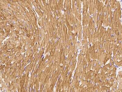 Immunohistochemistry-Paraffin: BMP-10 Antibody [NBP2-99411] - Staining of human BMP-10 in cynomolgus heart with rabbit polyclonal antibody at 1:1000 dilution.