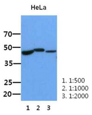 Western Blot: BMP-2 Antibody (15B3) [NBP2-42651] - The lysate of HeLa (30ug) were resolved by SDS-PAGE, transferred to PVDF membrane and probed with anti-human BMP-2 antibody(1:500-1:2000). Proteins were visualized using a goat anti-mouse secondary antibody conjugated to HRP and an ECL detection system.