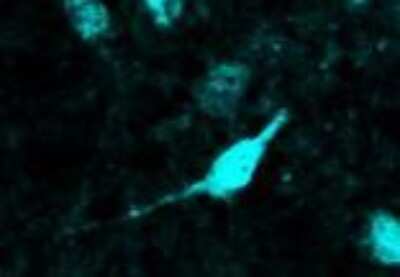 Immunocytochemistry/Immunofluorescence: BMP-2 Antibody (1A11) [H00000650-M02] - IF analysis of BMP2 in zebra finch brain tissue. Image courtesy of product review submitted by Brad Walters.