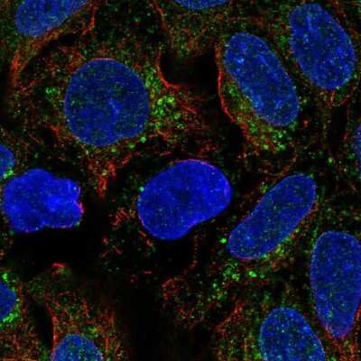 Immunocytochemistry/Immunofluorescence: BMP-2 Antibody [NBP2-56251] - Staining of human cell line RT4 shows localization to vesicles. Antibody staining is shown in green.