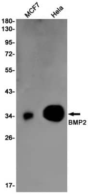 Western Blot: BMP-2 Antibody (S03-3H9) [NBP3-19584] - Western blot detection of BMP-2 in MCF7, Hela cell lysates using NBP3-19584 (1:1000 diluted). Predicted band size: 45KDa. Observed band size: 30KDa.