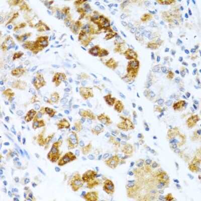 Immunohistochemistry-Paraffin: BMP-3 Antibody [NBP2-92799] - Paraffin-embedded human stomach using BMP-3 .