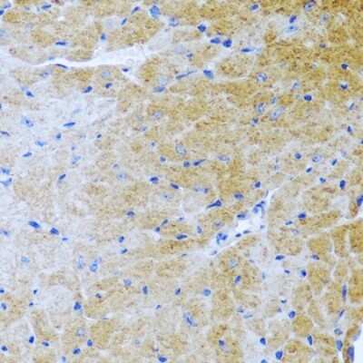 Immunohistochemistry-Paraffin: BMP-3 Antibody [NBP2-92799] - Paraffin-embedded mouse heart using BMP-3 .