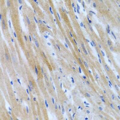 Immunohistochemistry-Paraffin: BMP-3 Antibody [NBP2-92799] - Paraffin-embedded rat heart using BMP-3 .