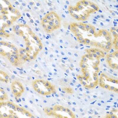 Immunohistochemistry-Paraffin: BMP-3 Antibody [NBP2-92799] - Paraffin-embedded rat kidney using BMP-3 .