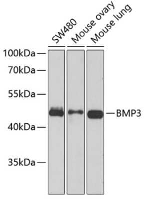 Western Blot: BMP-3 Antibody [NBP2-92799] - Analysis of extracts of various cell lines, using BMP-3 at 1:1000 dilution.Secondary antibody: HRP Goat Anti-Rabbit IgG (H+L) at 1:10000 dilution.Lysates/proteins: 25ug per lane.Blocking buffer: 3% nonfat dry milk in TBST.Detection: ECL Basic Kit .Exposure time: 60s.