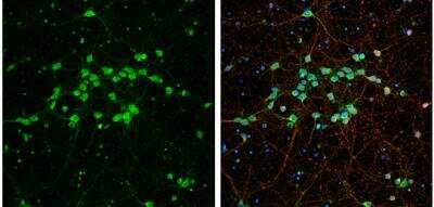 Immunocytochemistry/Immunofluorescence: BMP-3b/GDF-10 Antibody [NBP2-16630] - DIV9 rat E18 primary cortical neurons were fixed in 4% paraformaldehyde at RT for 15 min. Green: GDF10 protein stained by GDF10 antibody [N3C3]  diluted at 1:500.Red: beta Tubulin 3/ Tuj1, stained by beta Tubulin 3/ Tuj1 antibody [11710]  diluted at 1:500. Blue: Fluoroshield with DAPI.