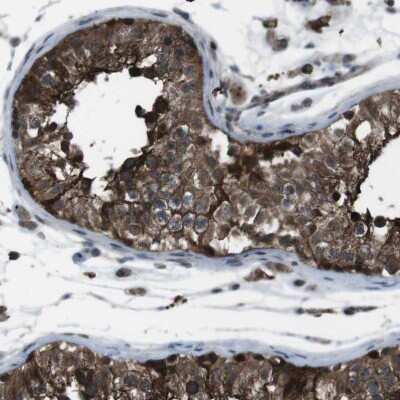 Immunohistochemistry-Paraffin: BMP-3b/GDF-10 Antibody [NBP1-88574] - Staining of human testis shows strong cytoplasmic positivity in cells in seminiferous ducts.