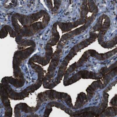 Immunohistochemistry-Paraffin: BMP-3b/GDF-10 Antibody [NBP1-88574] - Staining of human fallopian tube shows strong cytoplasmic positivity in glandular cells.