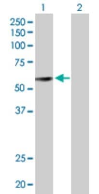 Western Blot: BMP-3b/GDF-10 Antibody [H00002662-B01P] - Analysis of GDF10 expression in transfected 293T cell line by GDF10 polyclonal antibody.  Lane1:GDF10 transfected lysate(52.58 KDa). Lane2:Non-transfected lysate.