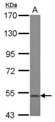 Western Blot: BMP-3b/GDF-10 Antibody [NBP2-16630] - Sample (30 ug of whole cell lysate) A: 293T 7.5% SDS PAGE diluted at 1:500 