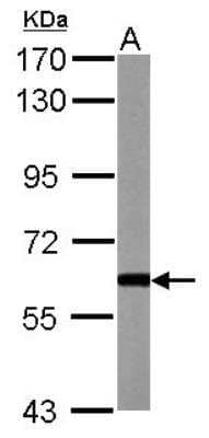 Western Blot: BMP-3b/GDF-10 Antibody [NBP2-16630] - Sample (30 ug of whole cell lysate) A: NIH-3T3 7.5% SDS PAGE   diluted at 1:500 