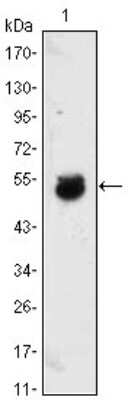 Western Blot: BMP-4 Antibody (10F4B4) [NBP1-47464] - Western blot analysis using BMP4 mAb against BMP4-hIgGFc transfected HEK293 cell lysate.