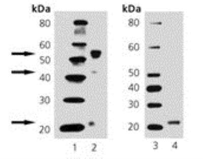 Western Blot: BMP-4 Antibody (26H16) [NBP1-19207] - Lane 1, 3: MW, Lane 2: MKN-48, Lane 4: recombinant human BMP4