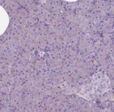 Immunohistochemistry-Paraffin: BMP-4 Antibody [NBP2-49477] - Staining of human pancreas shows no cytoplasmic positivity in exocrine glandular cells as expected.
