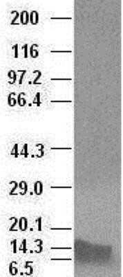 Western Blot: BMP-4 Antibody (OTI6B7) - Azide and BSA Free [NBP2-70256] - BMP4 antibody ( 6B7 ) at 1:100000 dilution + Recombinant human BMP4.