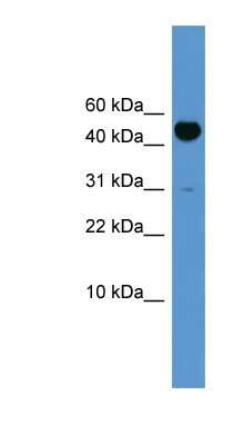 Western Blot: BMP10 Antibody [NBP1-69112] - Titration: 0.2-1 ug/ml, Positive Control: Rat Brain.