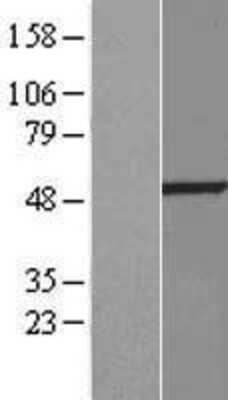 Western Blot BMP-10 Overexpression Lysate