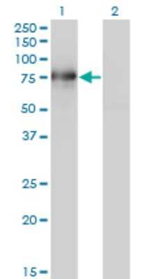 Western Blot: BMP2K Antibody (1F11) [H00055589-M02] - Analysis of BMP2K expression in transfected 293T cell line by BMP2K monoclonal antibody (M02), clone 1F11.Lane 1: BMP2K transfected lysate(73.9 KDa).Lane 2: Non-transfected lysate.