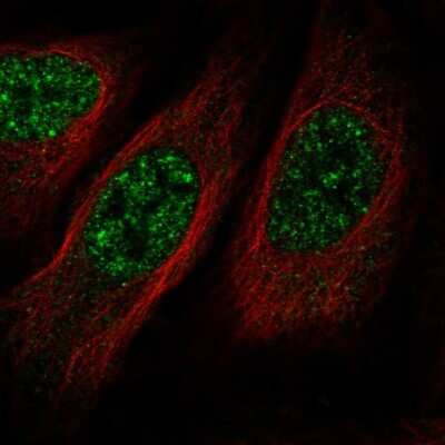 Immunocytochemistry/Immunofluorescence: BMP2K Antibody [NBP1-88602] - Staining of human cell line U-2 OS shows localization to nuclear speckles. Antibody staining is shown in green.