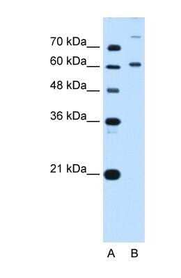 Western Blot: BMP2K Antibody [NBP1-52901] - HepG2 cell lysate, concentration 5.0ug/ml.