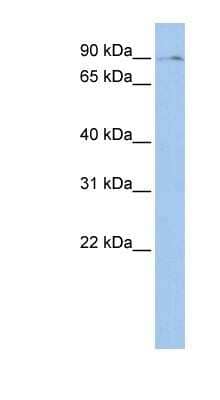 Western Blot: BMP2K Antibody [NBP1-52902] - Jurkat cell lysate, concentration 0.2-1 ug/ml.