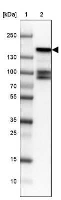 Western Blot BMP2K Antibody - BSA Free