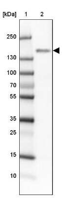 Western Blot BMP2K Antibody - BSA Free
