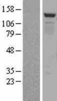 Western Blot: BMP2K Overexpression Lysate (Adult Normal) [NBL1-08000] Left-Empty vector transfected control cell lysate (HEK293 cell lysate); Right -Over-expression Lysate for BMP2K.