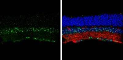 Immunohistochemistry-Frozen: BMPR-IB/ALK-6 Antibody [NBP2-14889] - Frozen sectioned adult mouse retina. Green: BMPR1B protein stained by BMPR1B antibody [N3C3] diluted at 1:250. Red: beta Tubulin 3/ TUJ1, stained by beta Tubulin 3/ TUJ1 antibody [11710]  diluted at 1:250. Blue: Fluoroshield with DAPI.