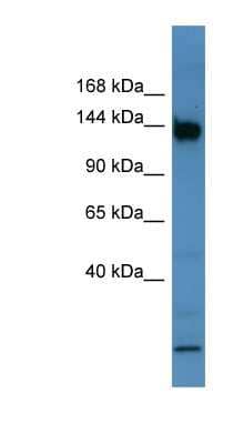 Western Blot: BNC1 Antibody [NBP1-68996] - Mouse Intestine, concentration 0.2-1 ug/ml.