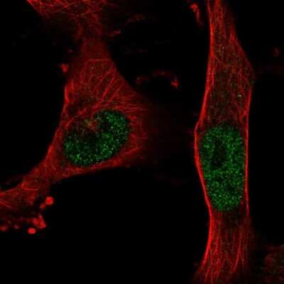 Immunocytochemistry/ Immunofluorescence BNC2 Antibody