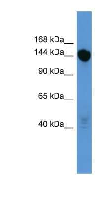 Western Blot BNC2 Antibody