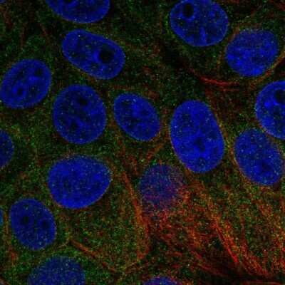 Immunocytochemistry/Immunofluorescence: BNIP1 Antibody [NBP2-58913] - Staining of human cell line MCF7 shows localization to endoplasmic reticulum.