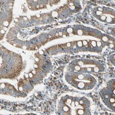 Immunohistochemistry-Paraffin: BNIP1 Antibody [NBP1-82567] - Staining of human duodenum shows moderate granular cytoplasmic positivity in glandular cells.