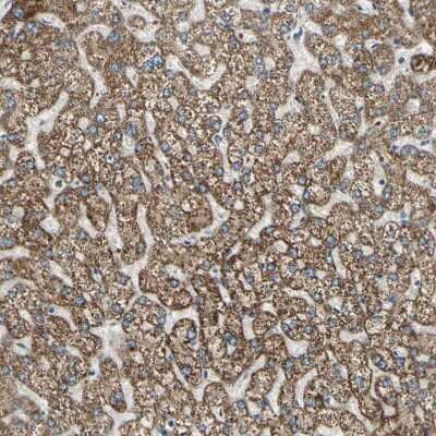 Immunohistochemistry-Paraffin: BNIP1 Antibody [NBP1-82567] - Staining of human liver shows strong granular cytoplasmic positivity in hepatocytes.