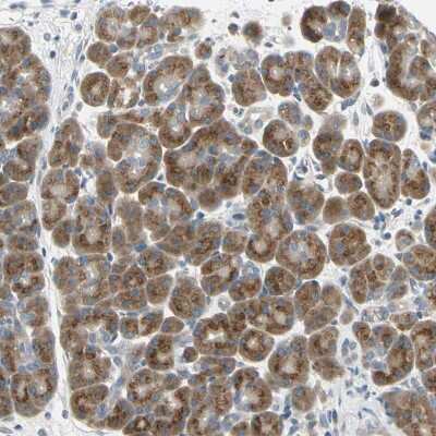 Immunohistochemistry-Paraffin: BNIP1 Antibody [NBP1-82567] - Staining of human pancreas shows strong granular cytoplasmic positivity in exocrine glandular cells.